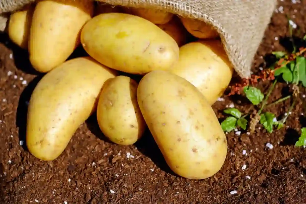 Quel est le temps de cuisson des pommes de terre au four