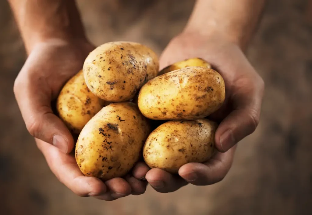 Variétés de Pommes de Terre